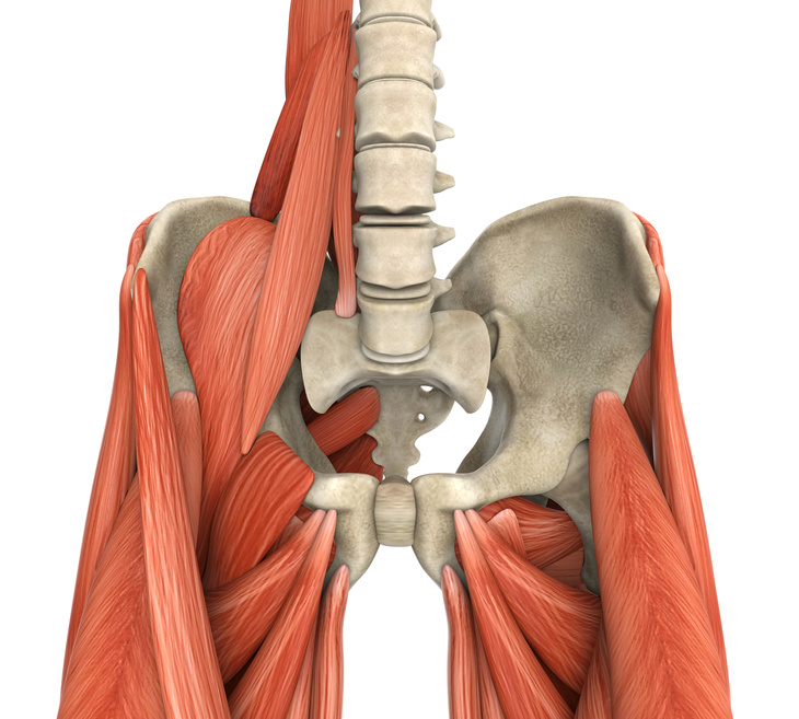 Anatomie der Bein  und Hüftmuskulatur